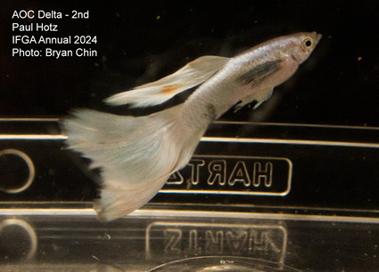 guppy aoc white